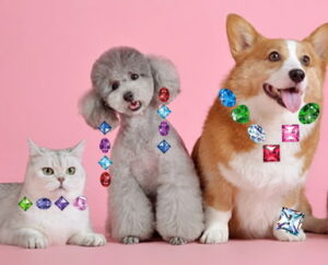 Best PET Bling 2021
